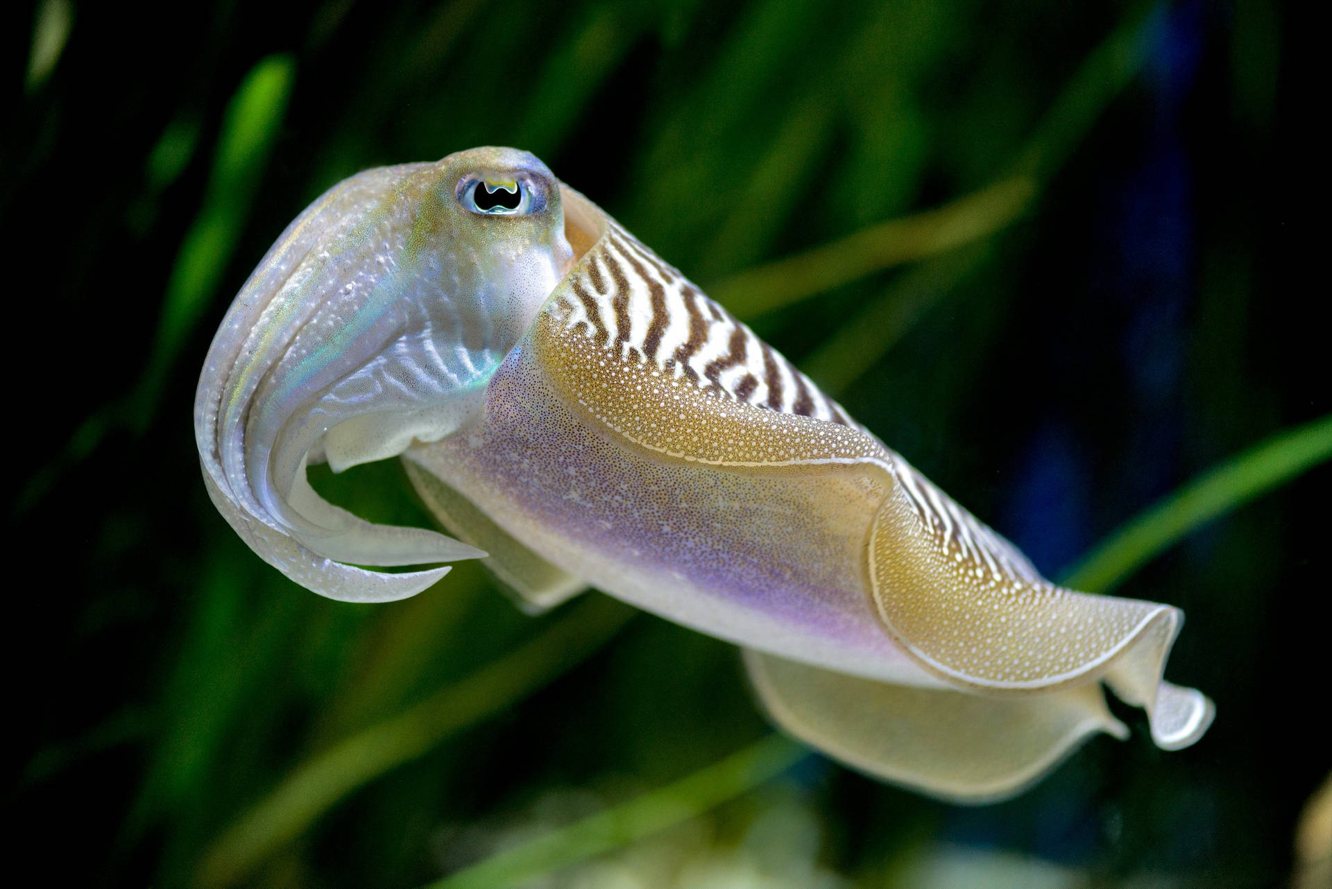 pharaoh-cuttlefish-swimming-in-calm-waters-q3ofynhs50lpmd95-3699477338.jpg